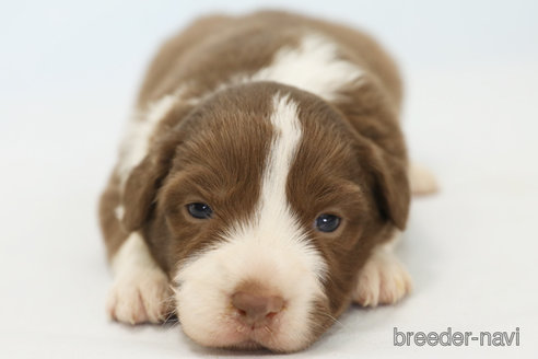 成約済の神奈川県のボーダーコリー-369085の3枚目